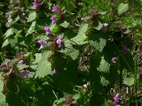 Lamium purpureum. Цветущие растения. Киев, жилой массив Новобеличи. 24 апреля 2008 г.