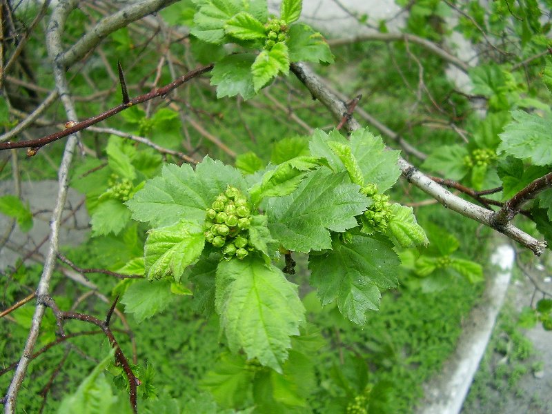 Изображение особи Crataegus sanguinea.