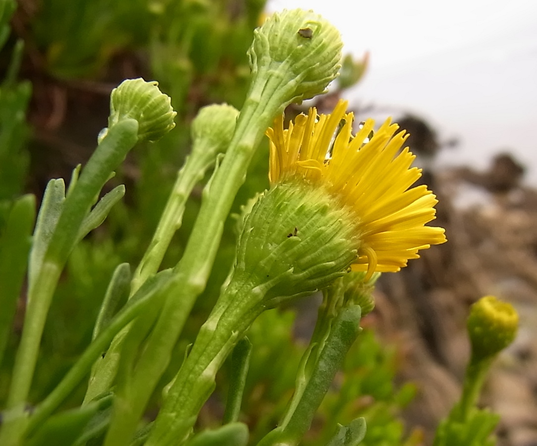 Изображение особи Limbarda crithmoides.