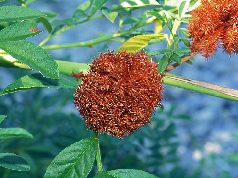 Изображение особи Glycyrrhiza echinata.