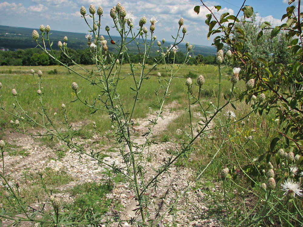 Image of genus Centaurea specimen.