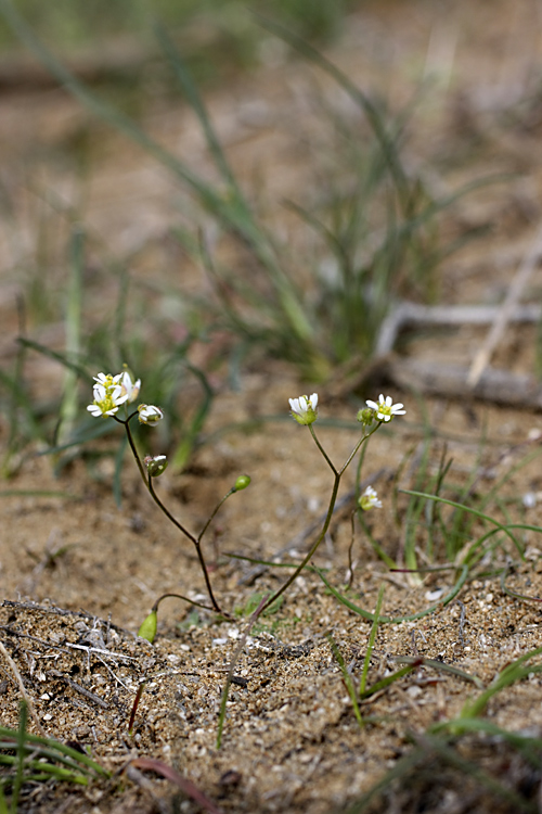 Image of Erophila verna specimen.