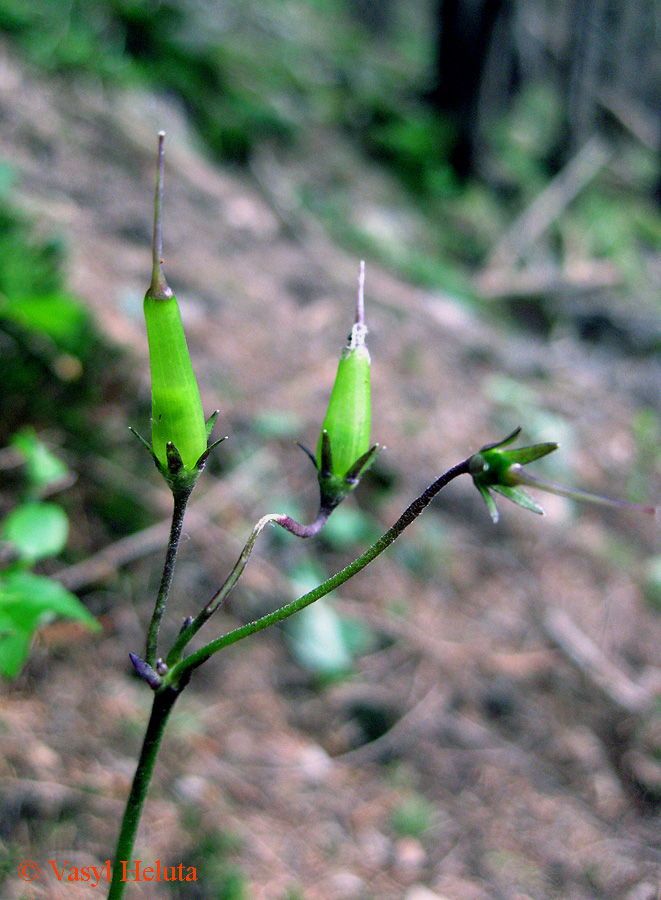 Image of Soldanella montana specimen.