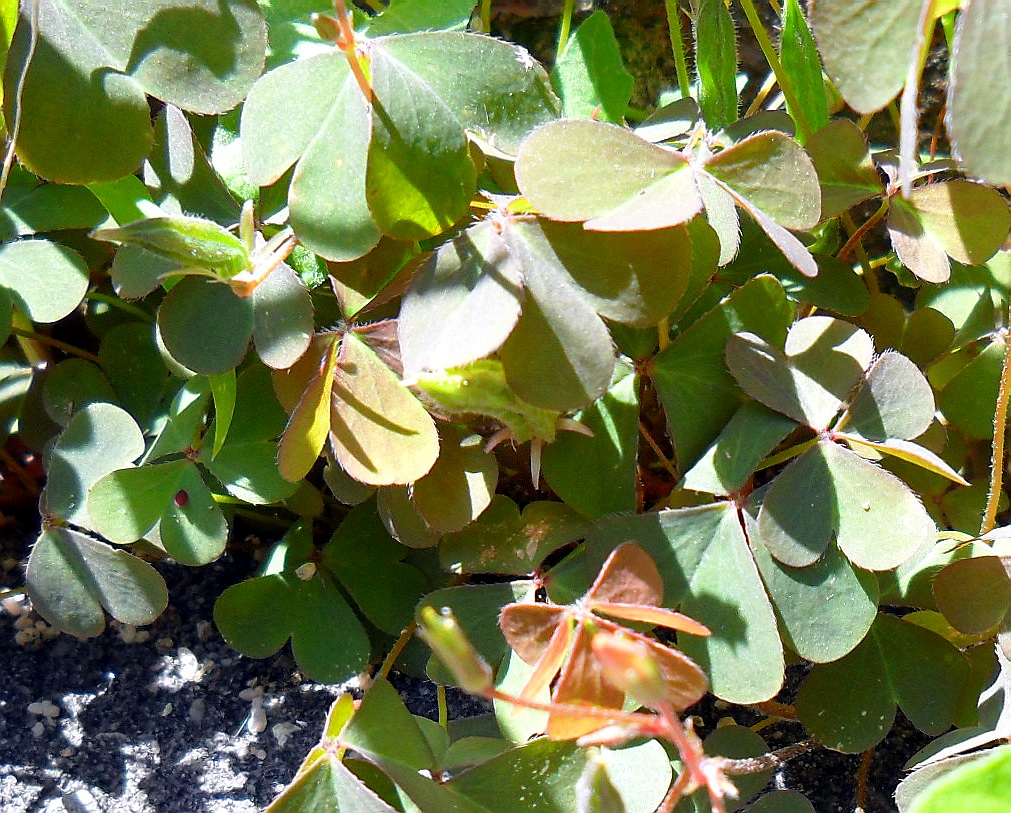 Image of Oxalis stricta specimen.