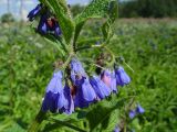 Symphytum asperum. Соцветие. Москва, Кузьминский лесопарк, Верхние пруды. 16.06.2003.