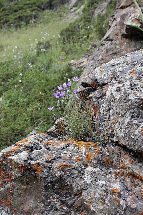 Image of Campanula alberti specimen.