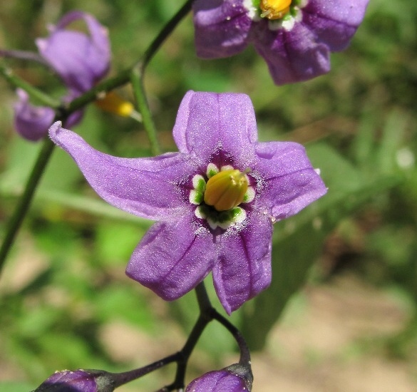 Изображение особи Solanum dulcamara.