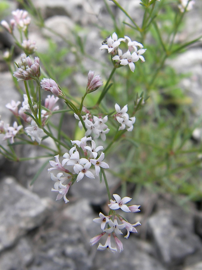 Image of Asperula biebersteinii specimen.