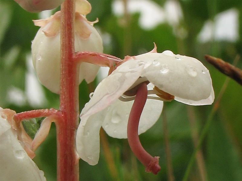 Image of Pyrola rotundifolia ssp. maritima specimen.