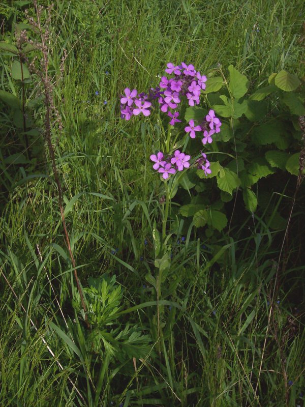 Изображение особи Hesperis pycnotricha.