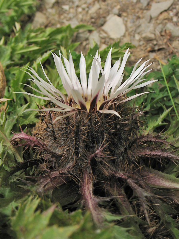 Image of Carlina acaulis specimen.