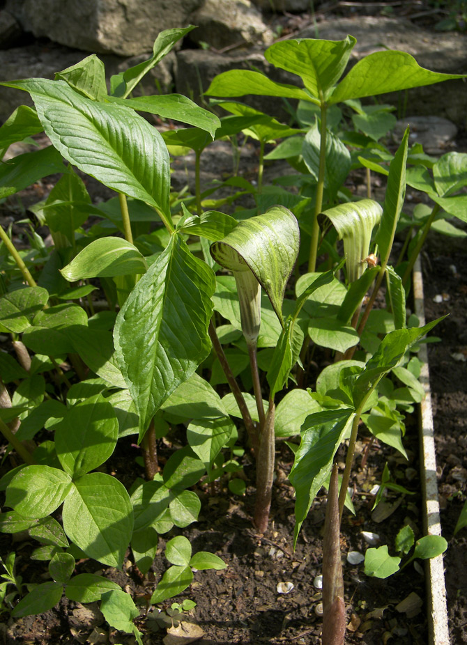 Изображение особи Arisaema triphyllum.