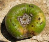 Ficus auriculata. Верхняя часть сикония. Израиль, Шарон, г. Герцлия, в культуре. 09.05.2012.