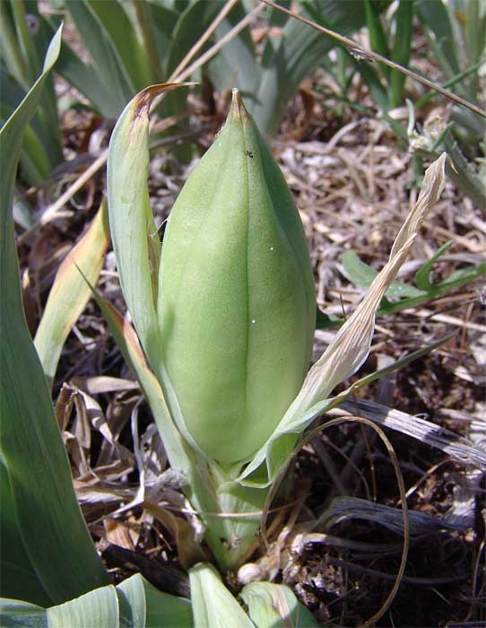 Image of Iris pumila specimen.