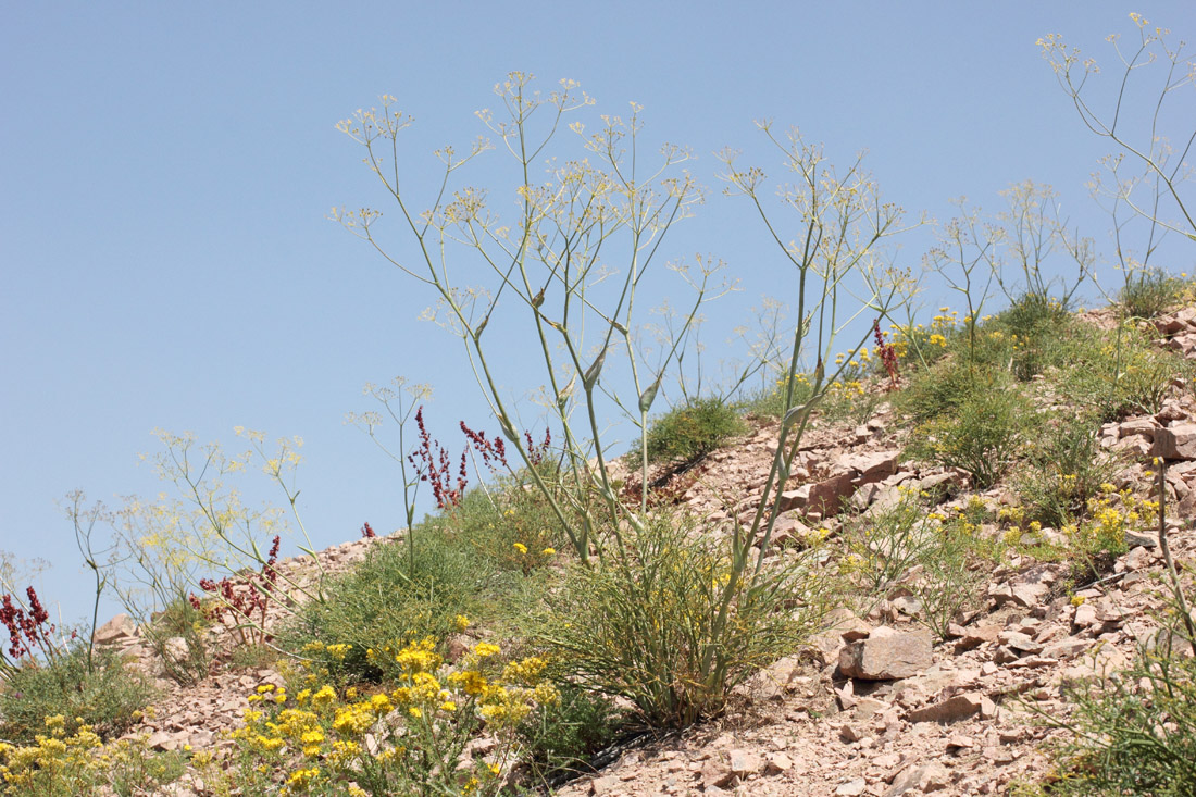 Image of Ferula tschimganica specimen.