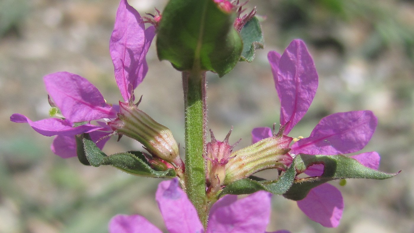 Image of Lythrum intermedium specimen.