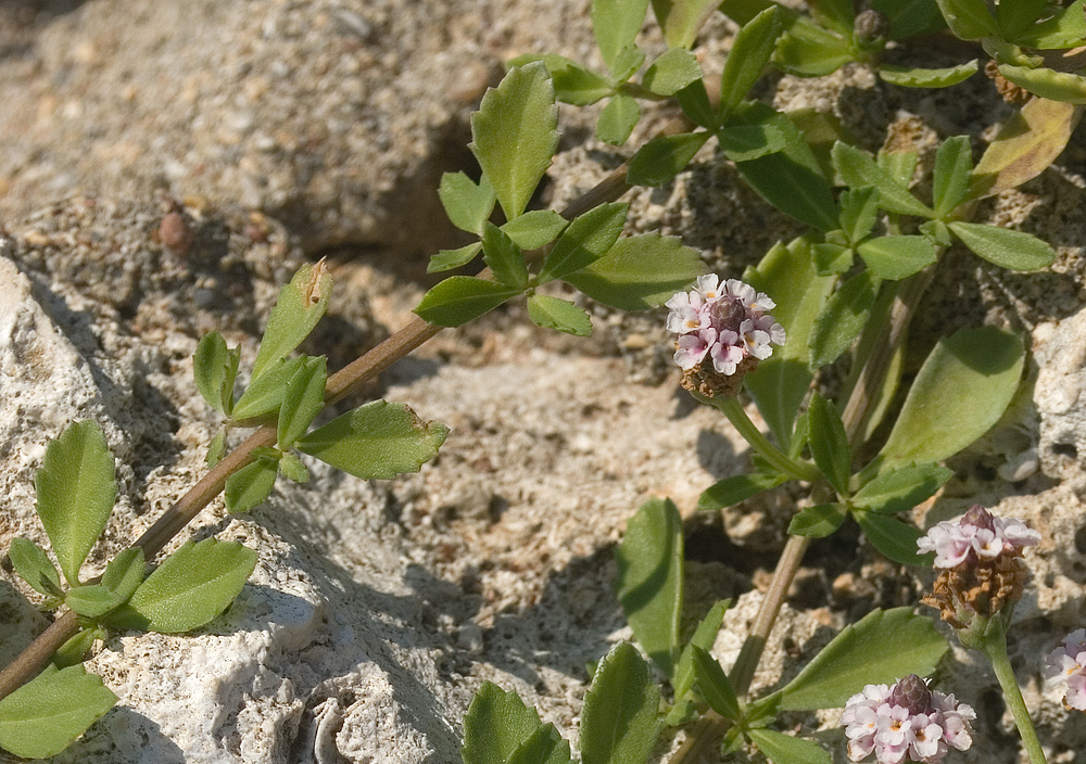 Image of Lippia nodiflora specimen.