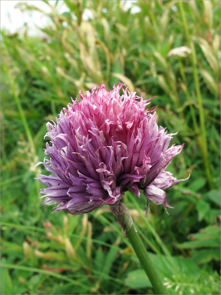 Image of Allium schoenoprasum specimen.