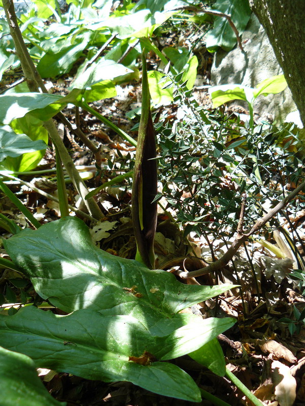 Image of Arum elongatum specimen.