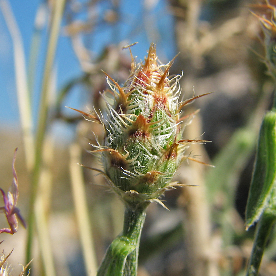 Изображение особи Centaurea &times; comperiana.