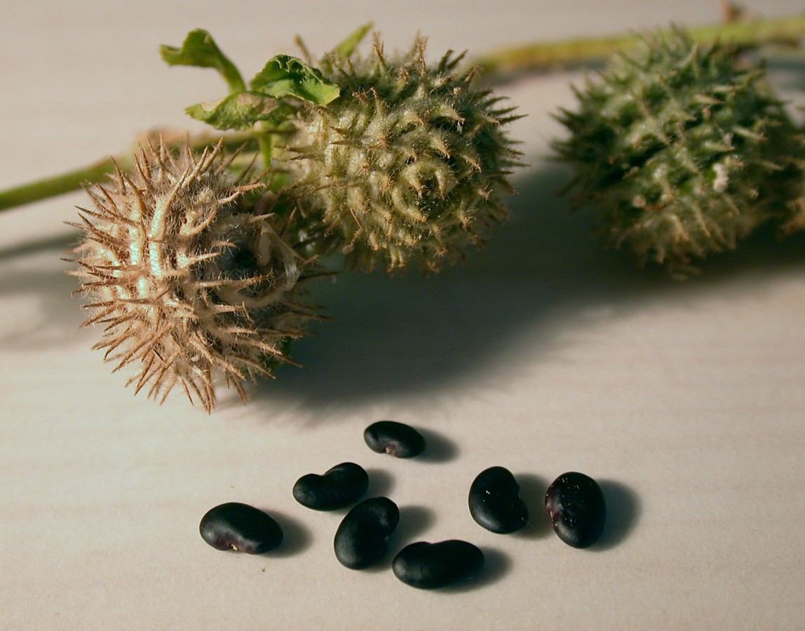 Image of Medicago intertexta ssp. ciliaris specimen.