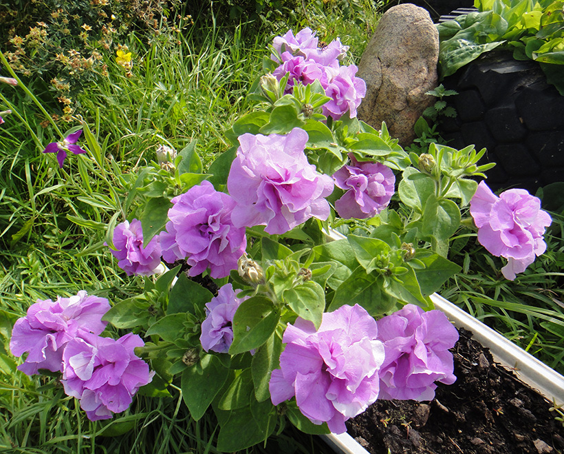 Изображение особи Petunia &times; hybrida.