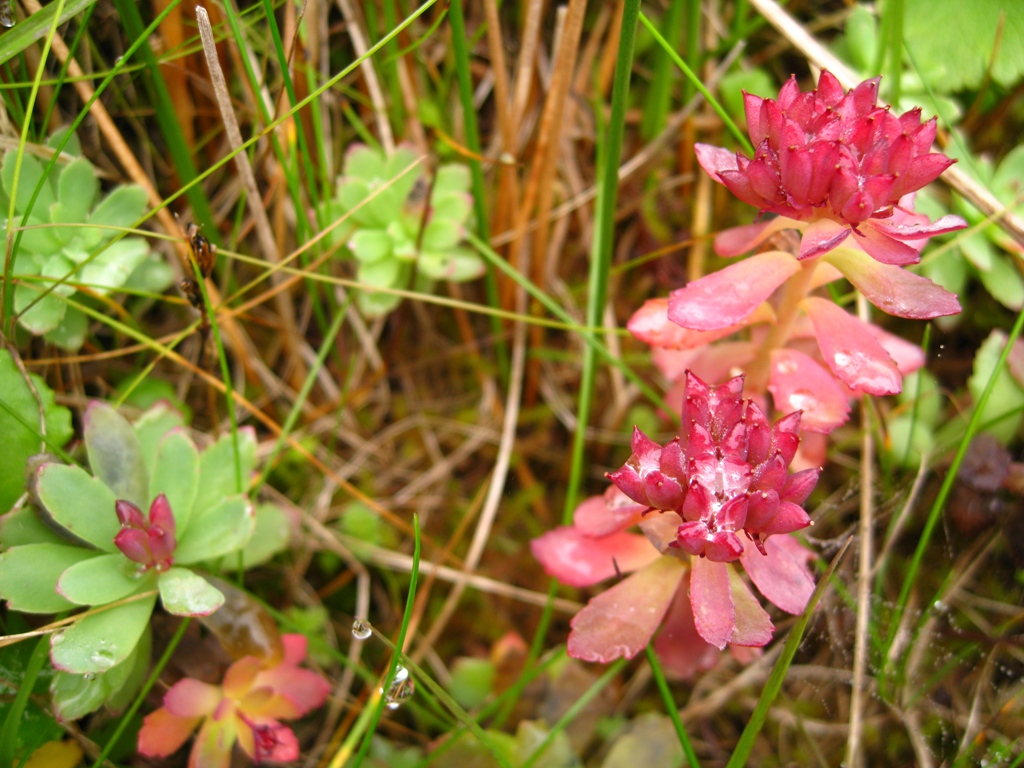 Image of Rhodiola integrifolia specimen.