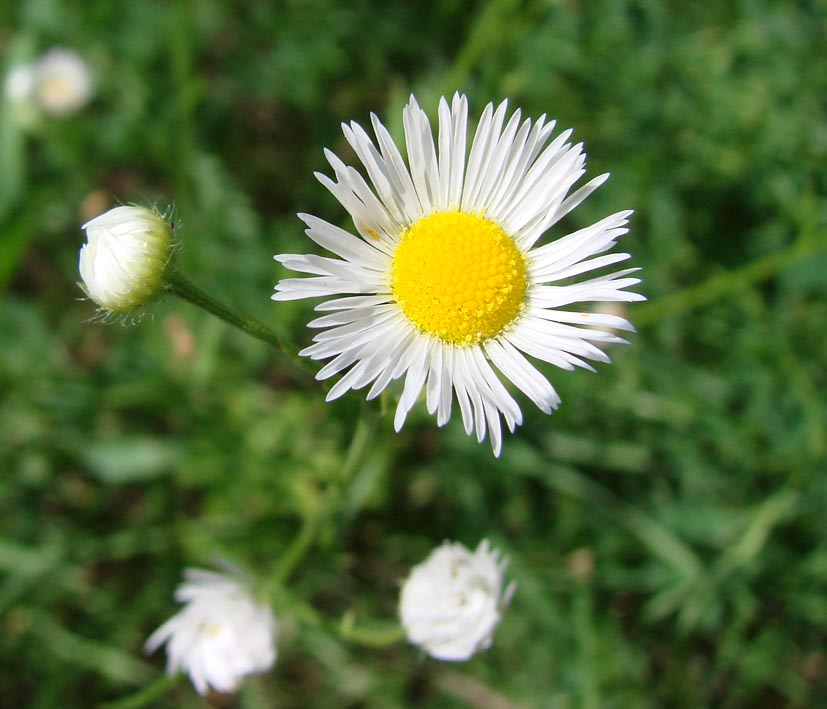 Image of Erigeron annuus specimen.