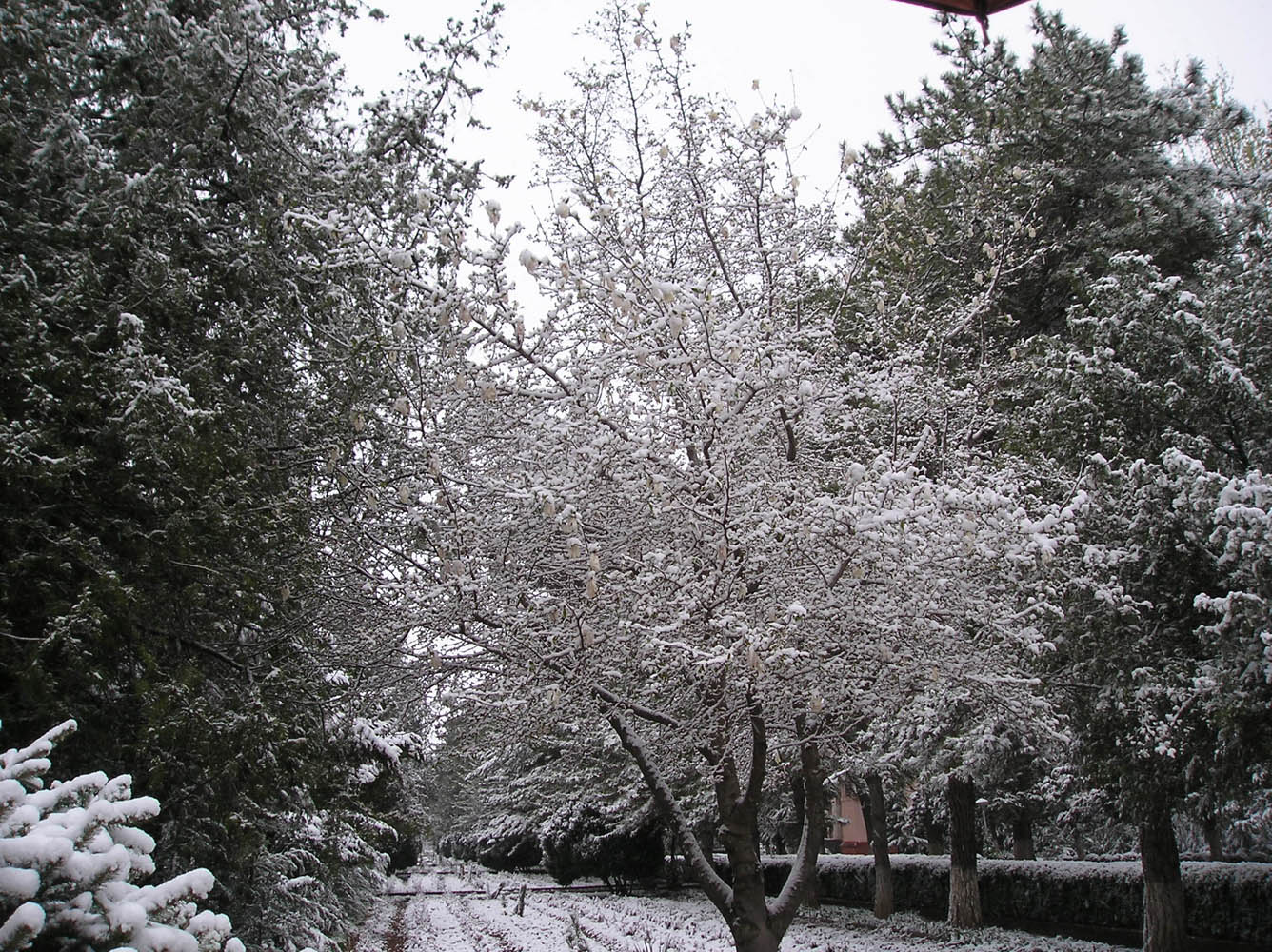 Image of genus Magnolia specimen.