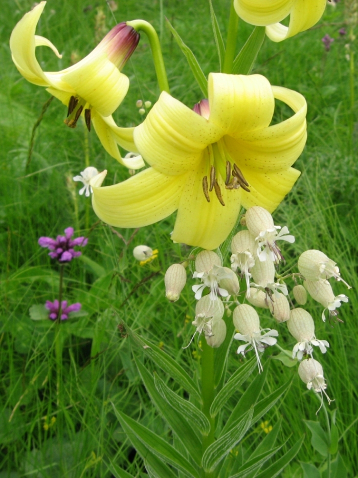 Image of Lilium monadelphum specimen.