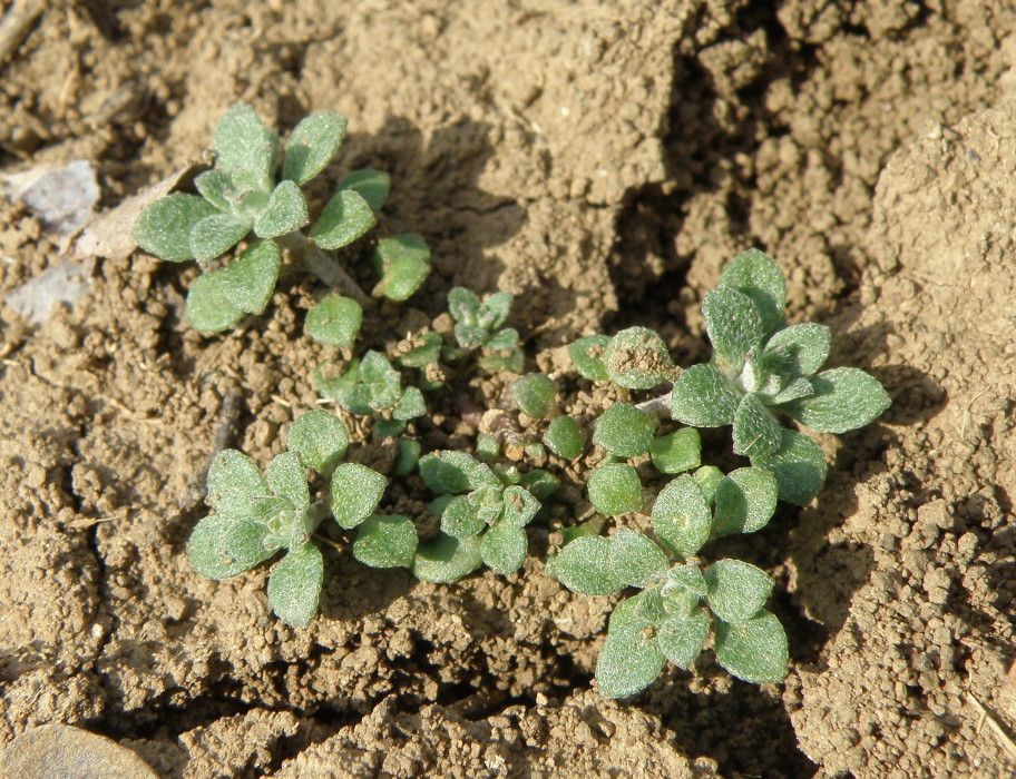 Image of Alyssum alyssoides specimen.