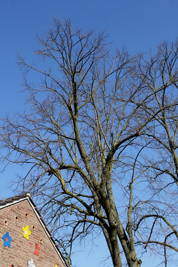 Image of Tilia tomentosa specimen.