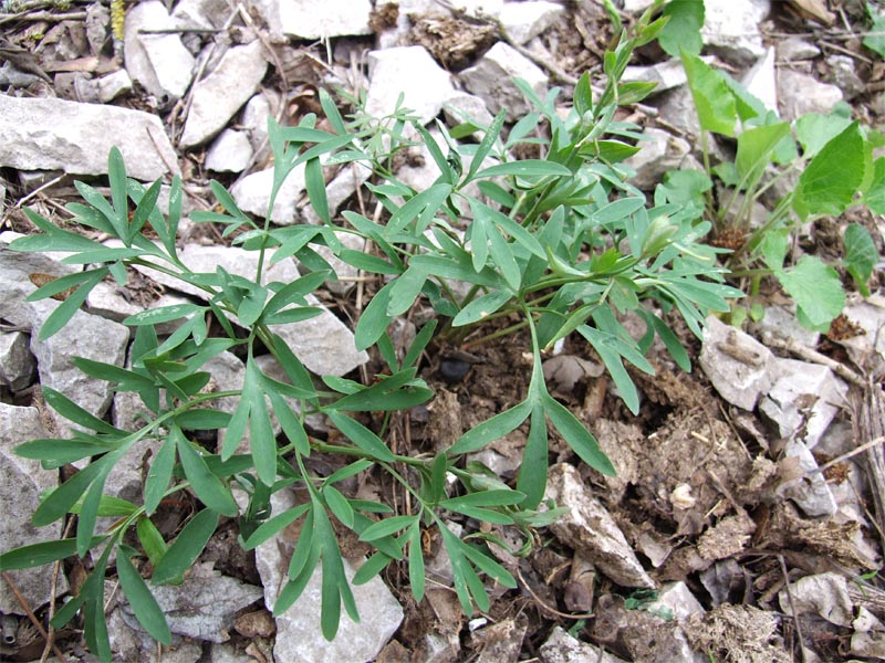 Image of Corydalis tarkiensis specimen.