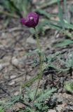 Roemeria hybrida. Цветущее растение. Казахстан, хр. Шолак, северней вдхр. Капчагай. 26.04.2013.