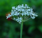 Allium tulipifolium