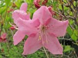 Rhododendron schlippenbachii