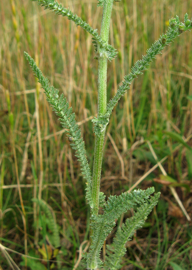 Image of genus Achillea specimen.