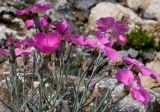 Dianthus gratianopolitanus. Побеги с цветками и бутонами. Германия, г. Krefeld, Ботанический сад. 08.06.2013.