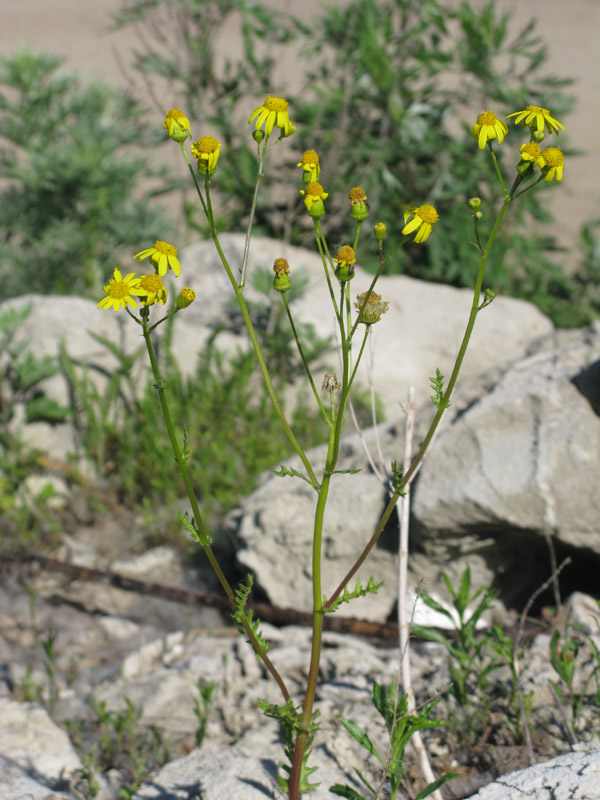 Image of Senecio vernalis specimen.