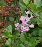 Syringa meyeri