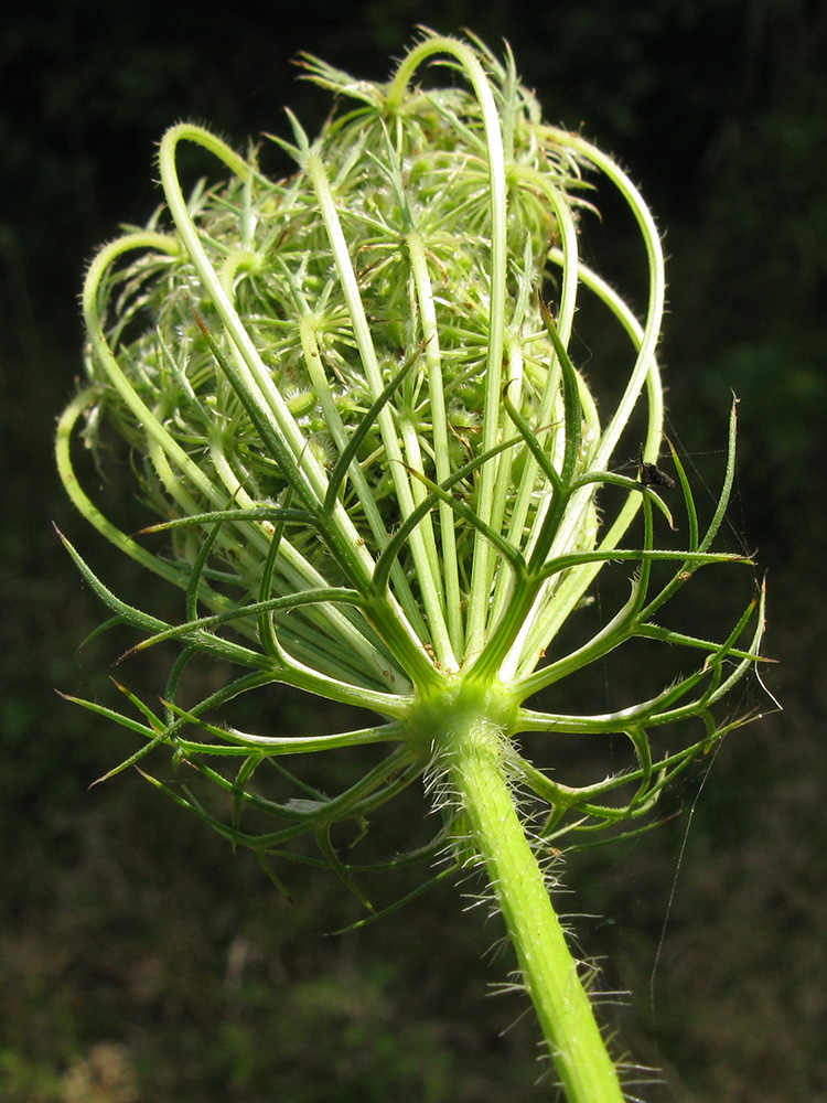 Image of Daucus carota specimen.