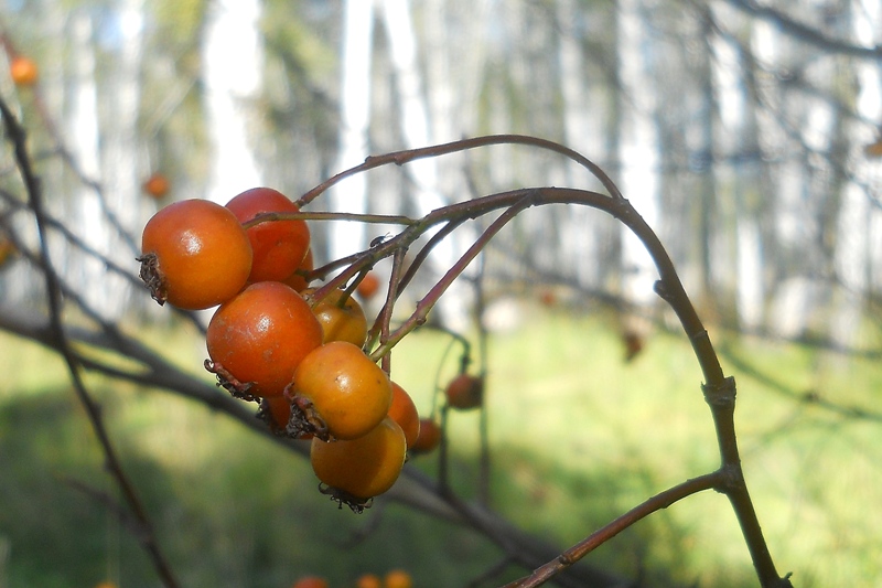 Image of Crataegus sanguinea specimen.