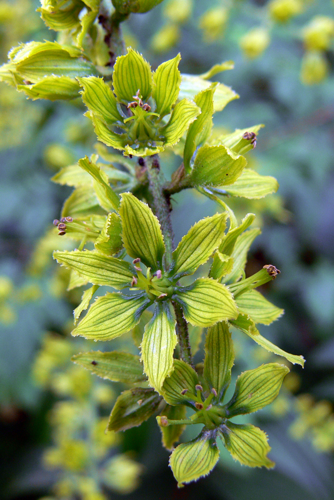 Изображение особи Veratrum lobelianum.