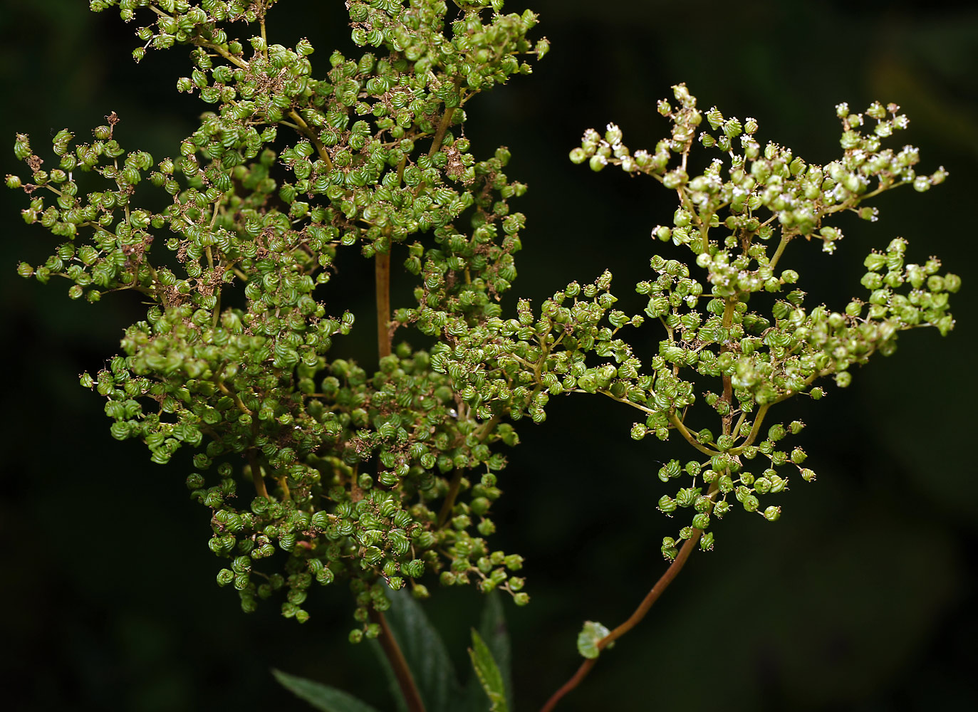 Image of Filipendula ulmaria specimen.