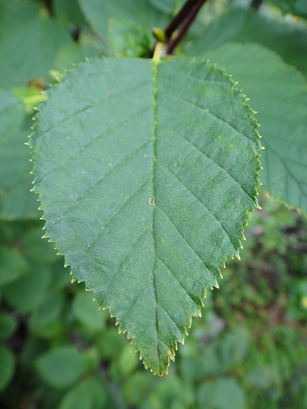 Изображение особи Duschekia fruticosa.