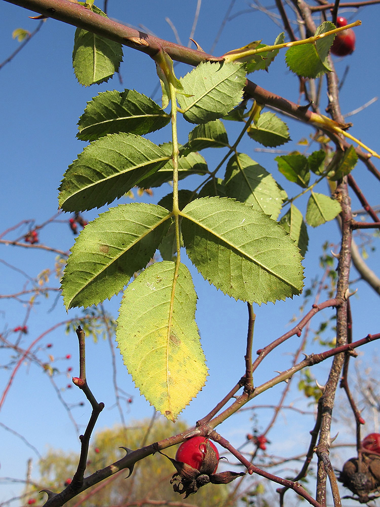 Image of Rosa iberica specimen.