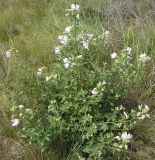 Malva thuringiaca