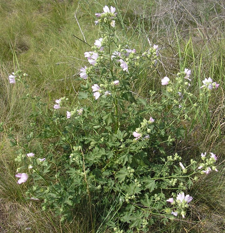 Image of Malva thuringiaca specimen.