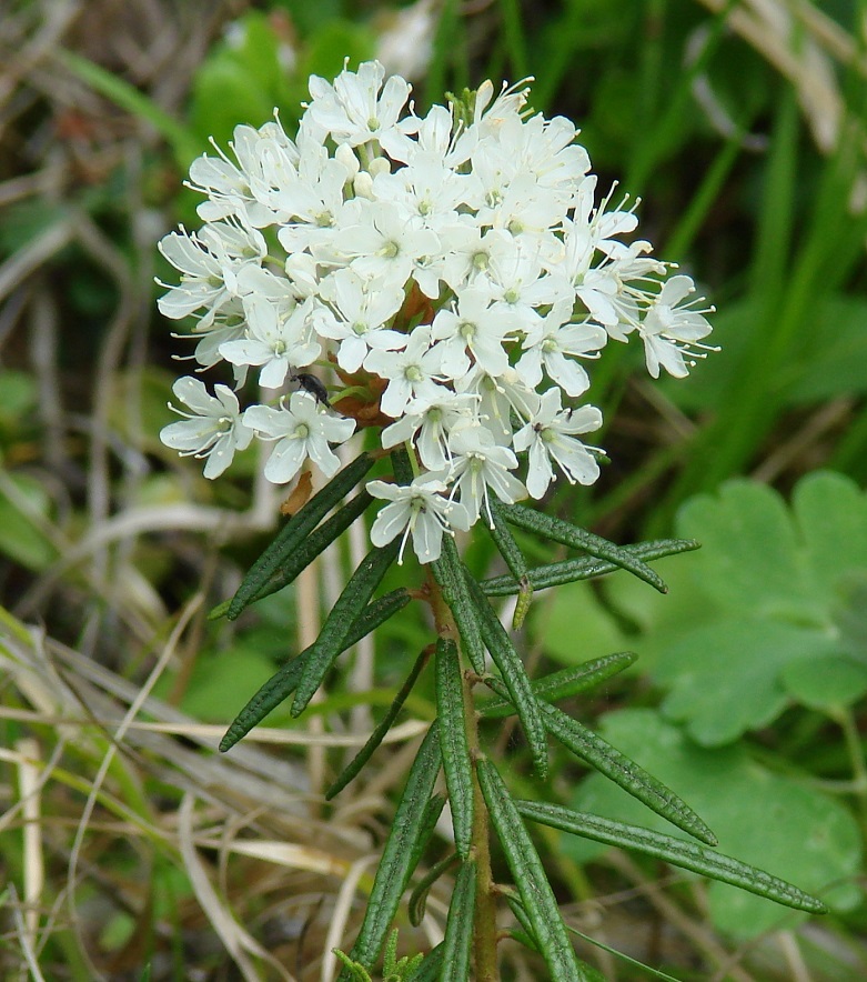 Image of Ledum palustre specimen.