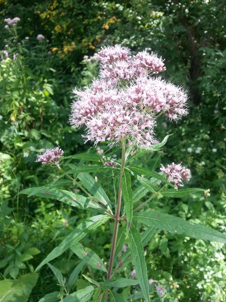 Image of Eupatorium cannabinum specimen.